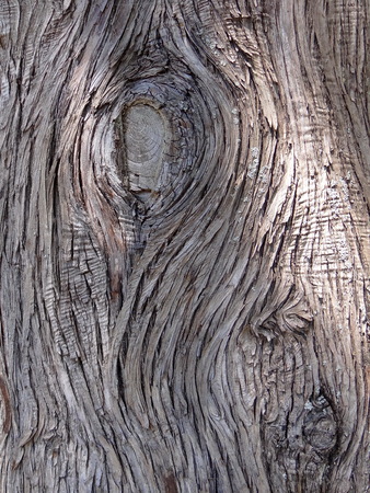 The texture of tree barkの写真素材