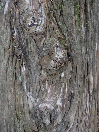 tree barkの写真素材