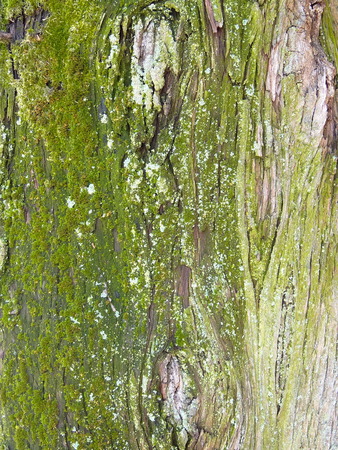 tree bark and mossの写真素材
