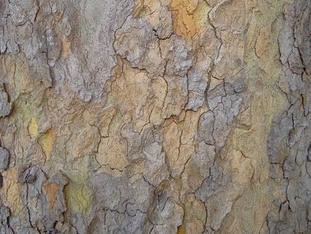 tree barkの写真素材