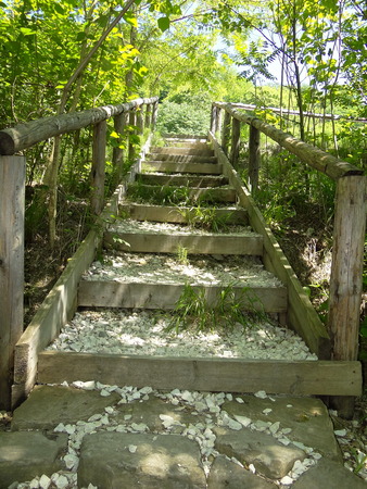 stairs in the forestの写真素材