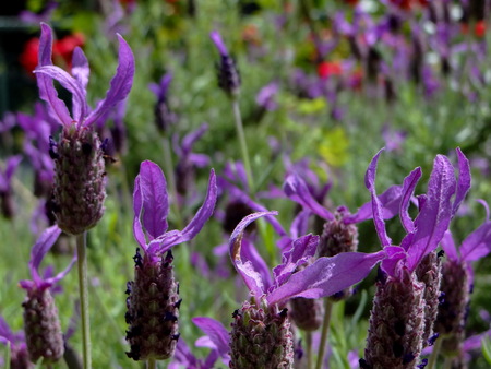 lavender grows on the fieldの写真素材