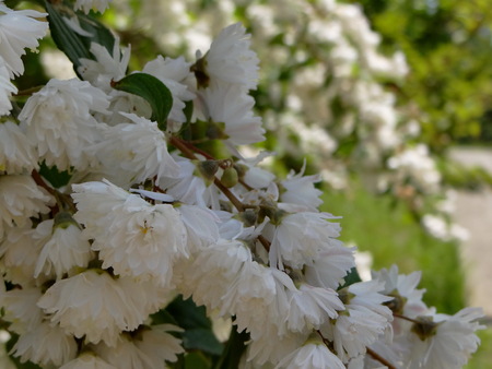 white flowers in the gardenの写真素材