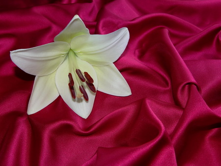 flower Lily on a red silkの写真素材
