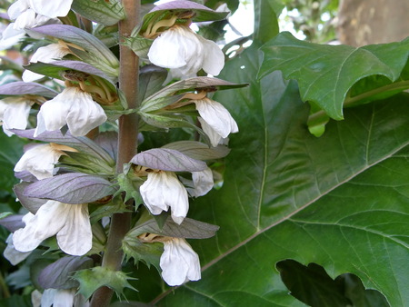 flower Aconiteの写真素材