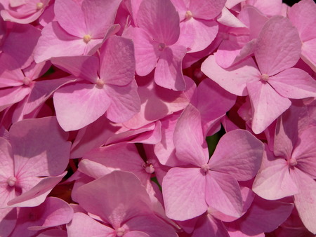 flower hydrangea