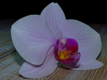orchideの写真素材