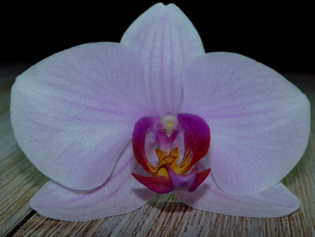 orchideの写真素材