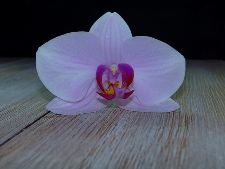 orchideの写真素材