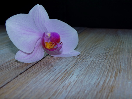 orchideの写真素材