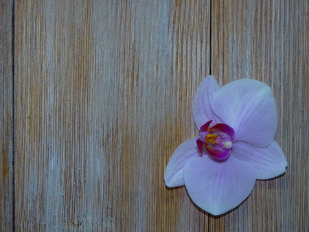 orchideの写真素材