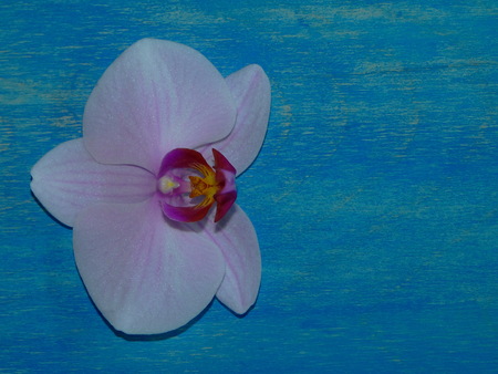 orchideの写真素材