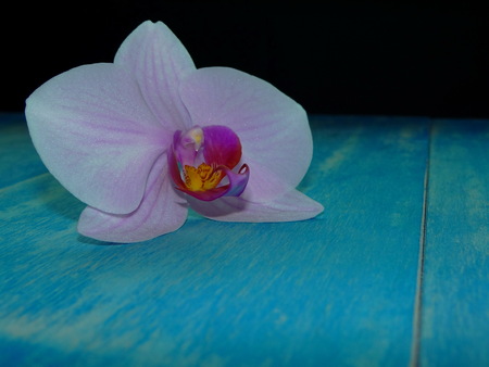orchideの写真素材