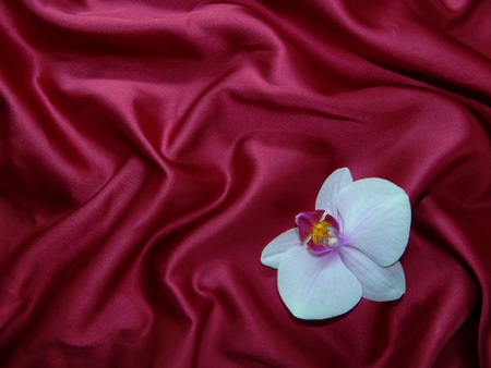 Orchid on silkの写真素材
