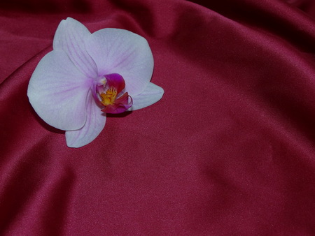 Orchid on silkの写真素材