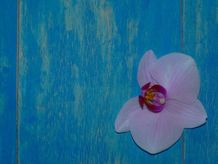 orchideの写真素材