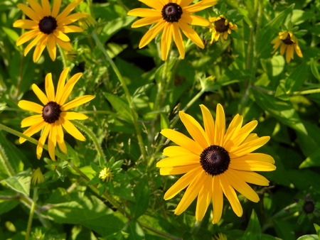 yellow flower rudbeckiaの写真素材