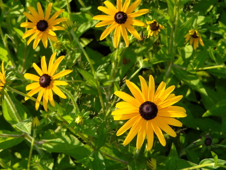 yellow flower rudbeckiaの写真素材