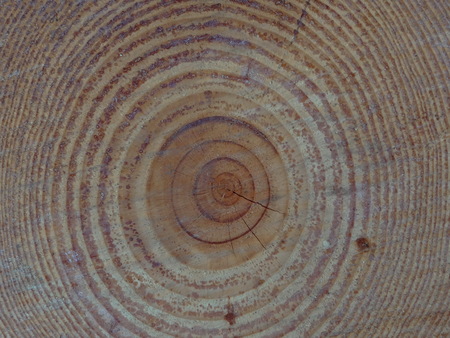 texture of the woodの写真素材