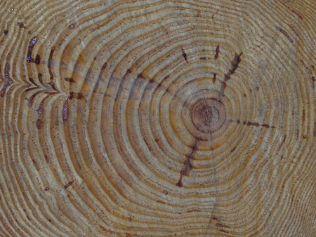 texture of the woodの写真素材