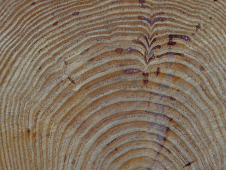 texture of the woodの写真素材