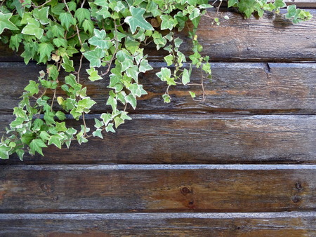 wooden Board on which to grow ivyの写真素材