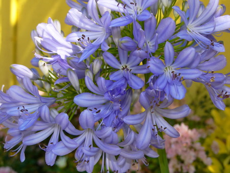 blue flower is agapanthusの写真素材