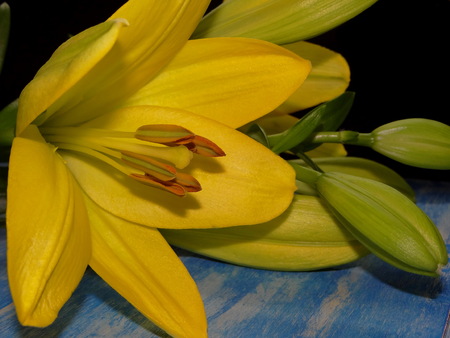 yellow lilyの写真素材