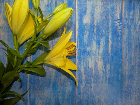 yellow lilyの写真素材