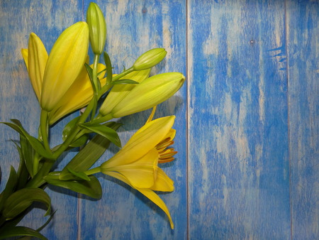 yellow lilyの写真素材