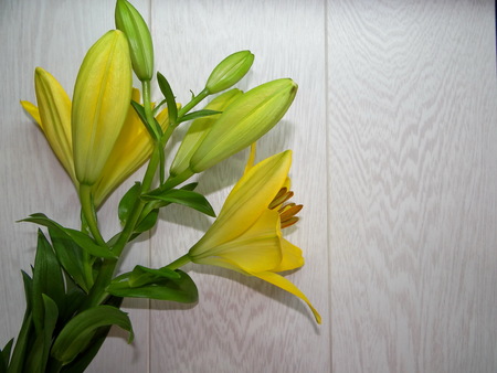 yellow lilyの写真素材