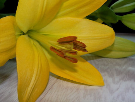 yellow lilyの写真素材