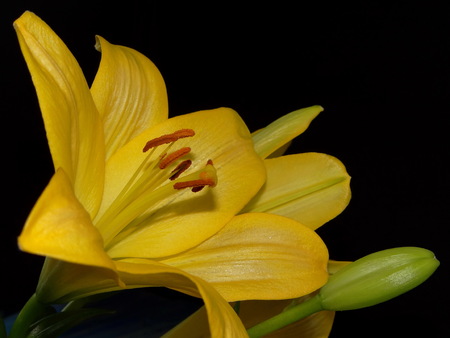 yellow lilyの写真素材