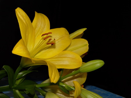 yellow lilyの写真素材