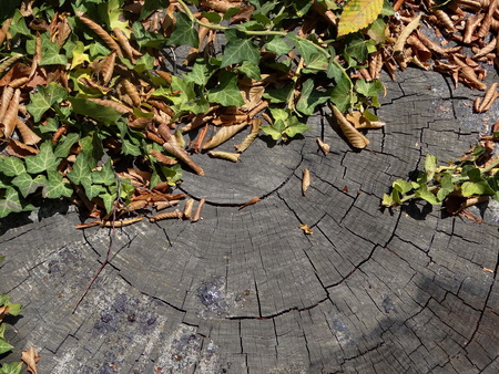 wooden texture with ivyの写真素材