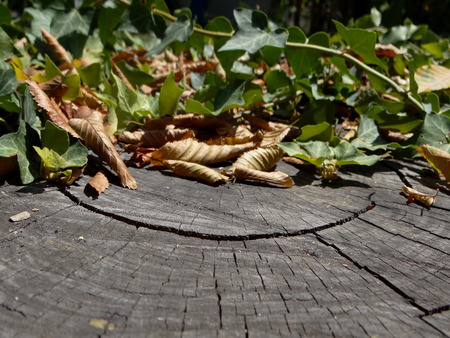 wooden texture with ivyの写真素材