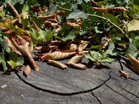 wooden texture with ivyの写真素材