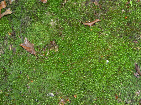 moss greenの写真素材