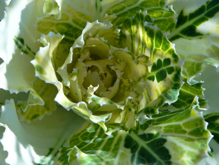 decorative cabbageの写真素材