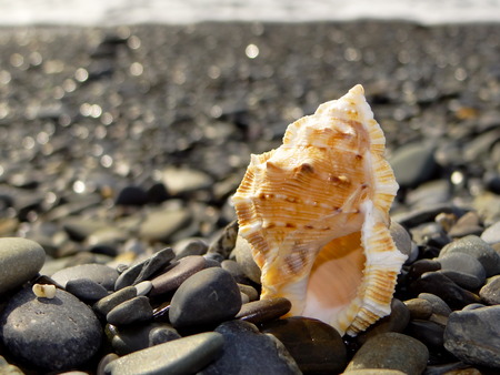 shell on the beach