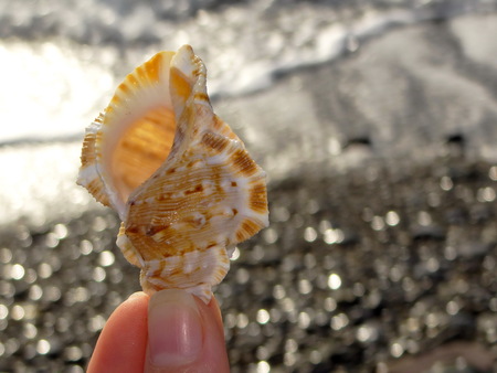 shell on the beach