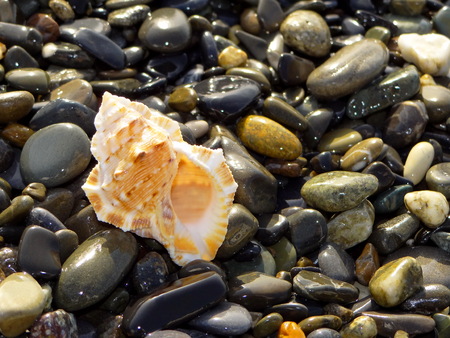 shell on the beach
