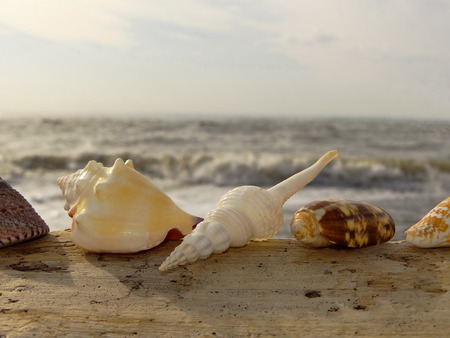 shell on the background of the sea