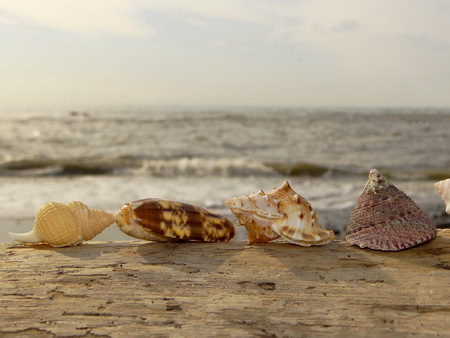 shell on the background of the sea