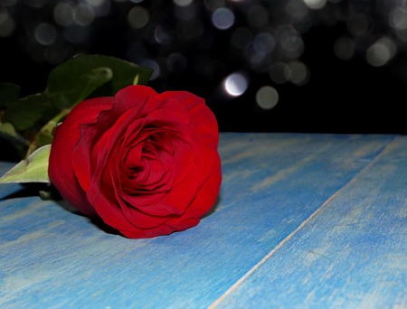 red roseの写真素材