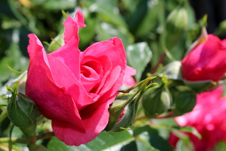 Flower rose redの写真素材