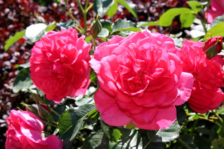 Flower rose redの写真素材