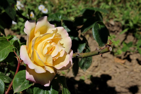 Flower rose yellowの写真素材