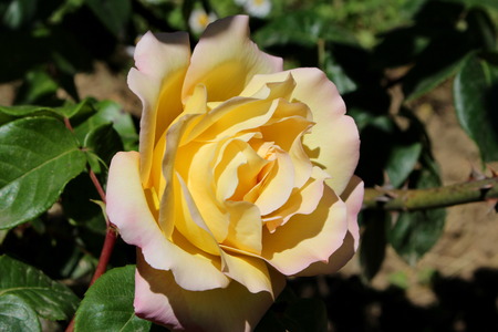 Flower rose yellowの写真素材