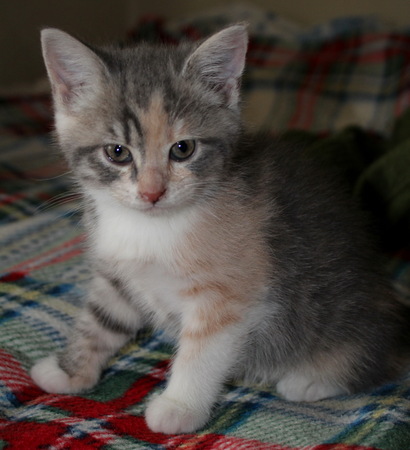 kittenの写真素材